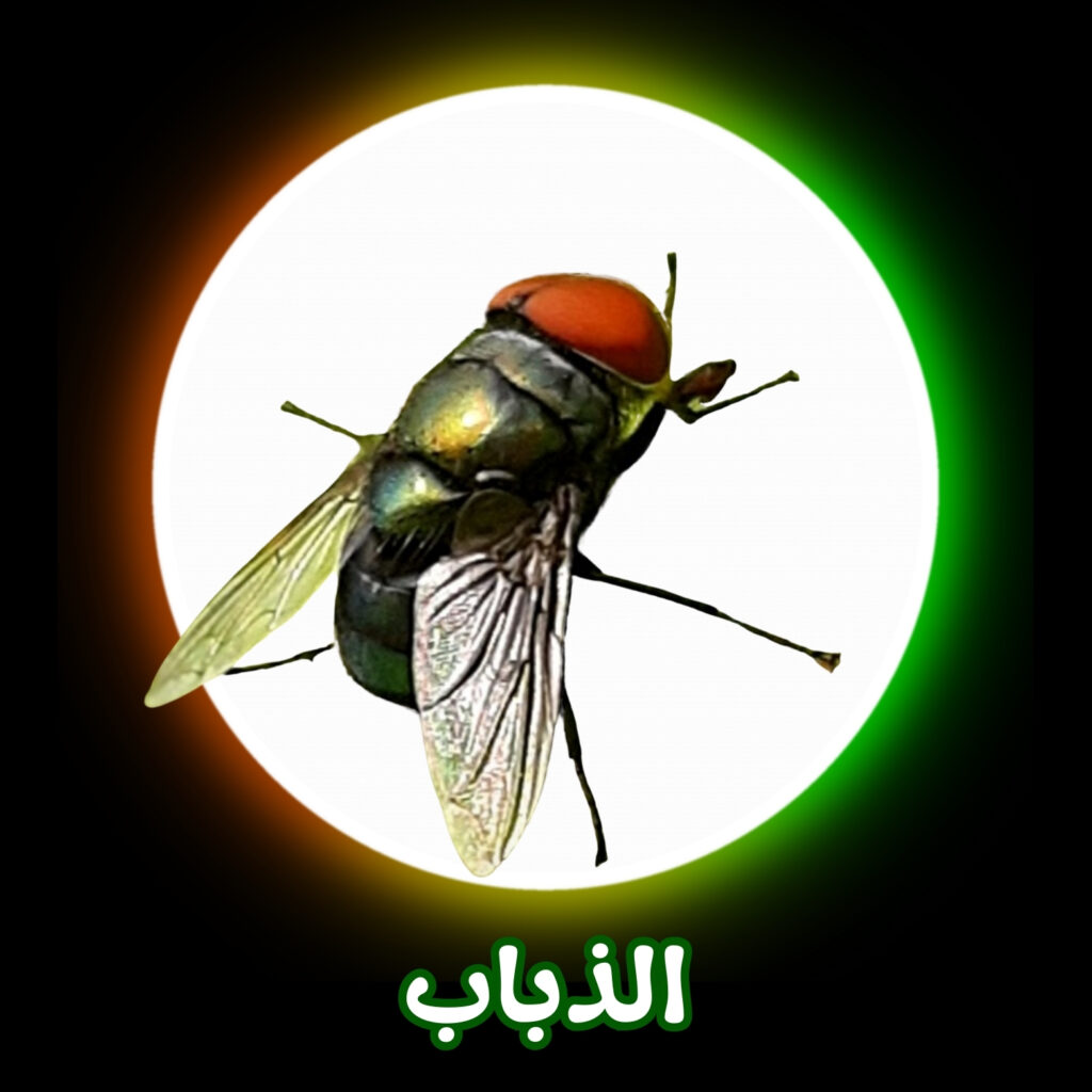 شركة مكافحة الذباب