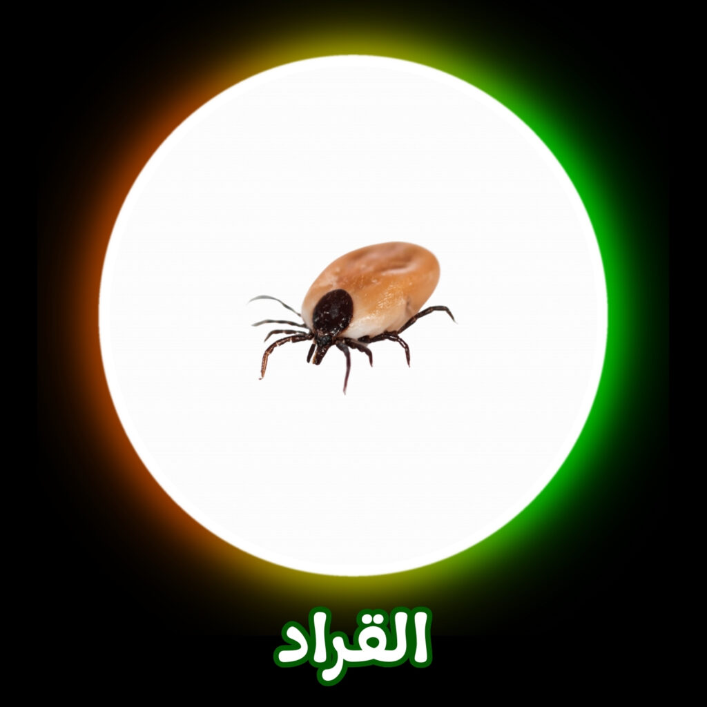 شركة مكافحة القراد