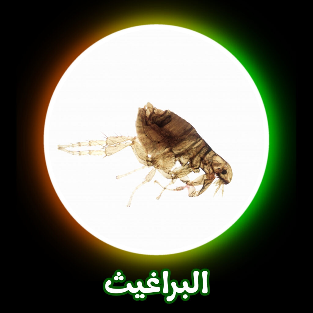 أفضل شركة للتخلص من البراغيث