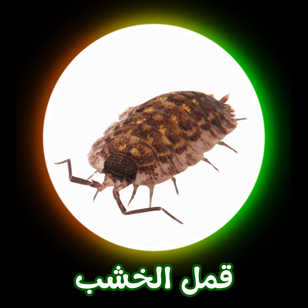 شركة مكافحة قمل الخشب