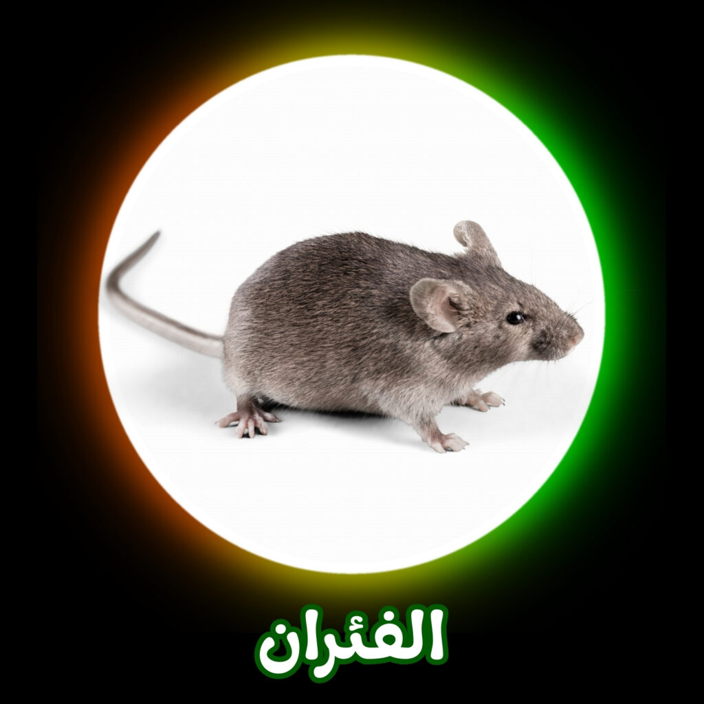 أفضل شركة للتخلص من الفئران