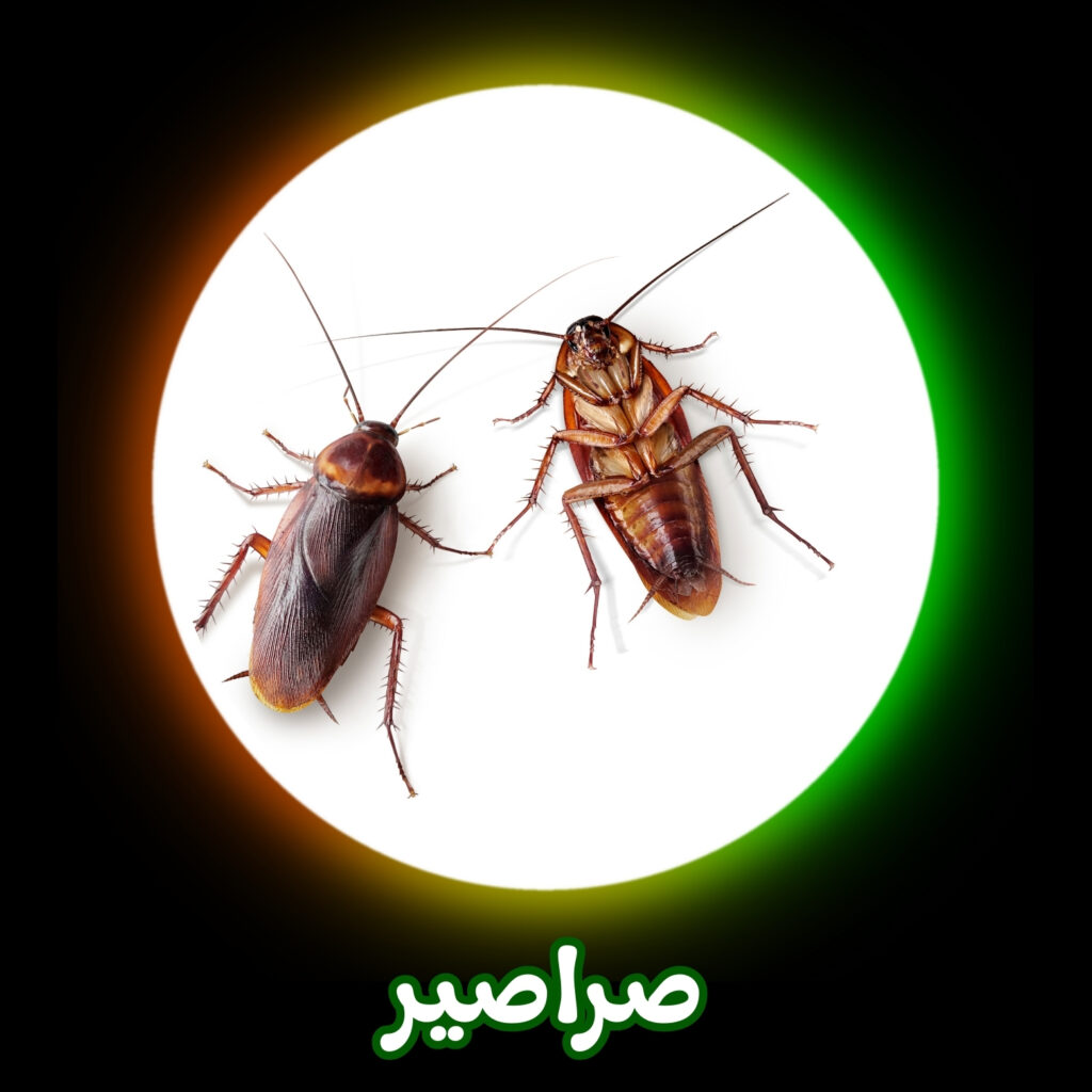 شركة مكافحة الصراصير