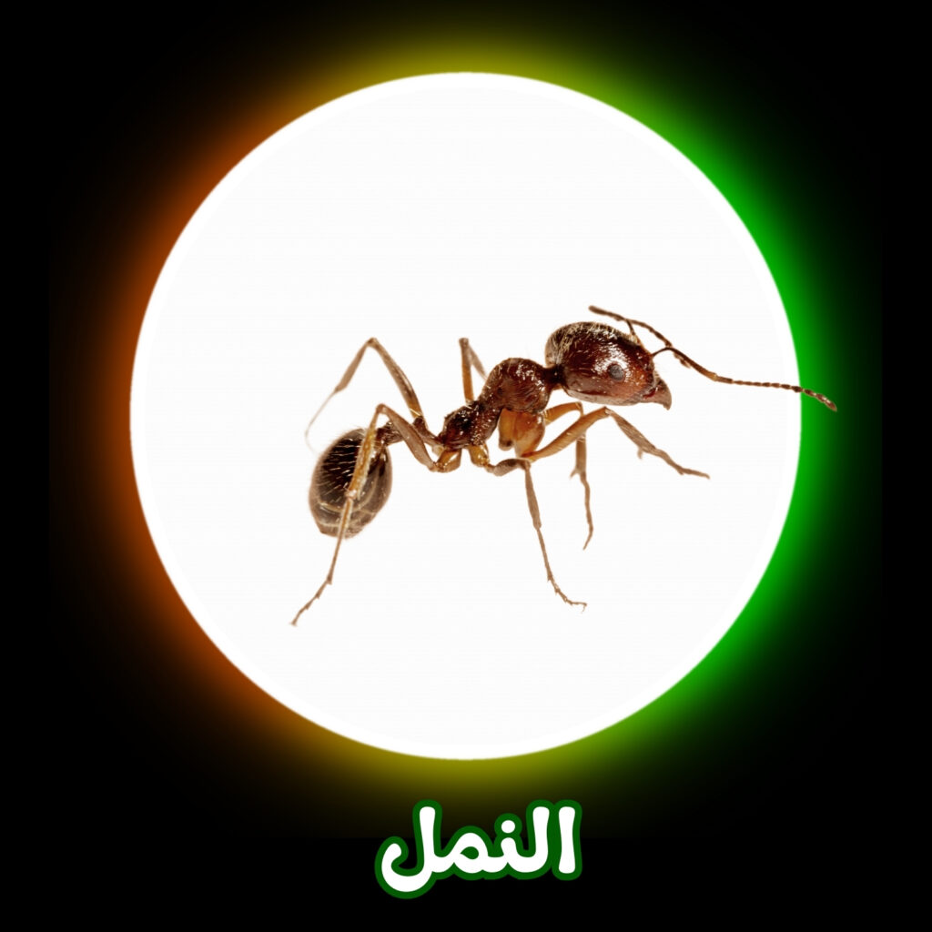 شركة مكافحة النمل