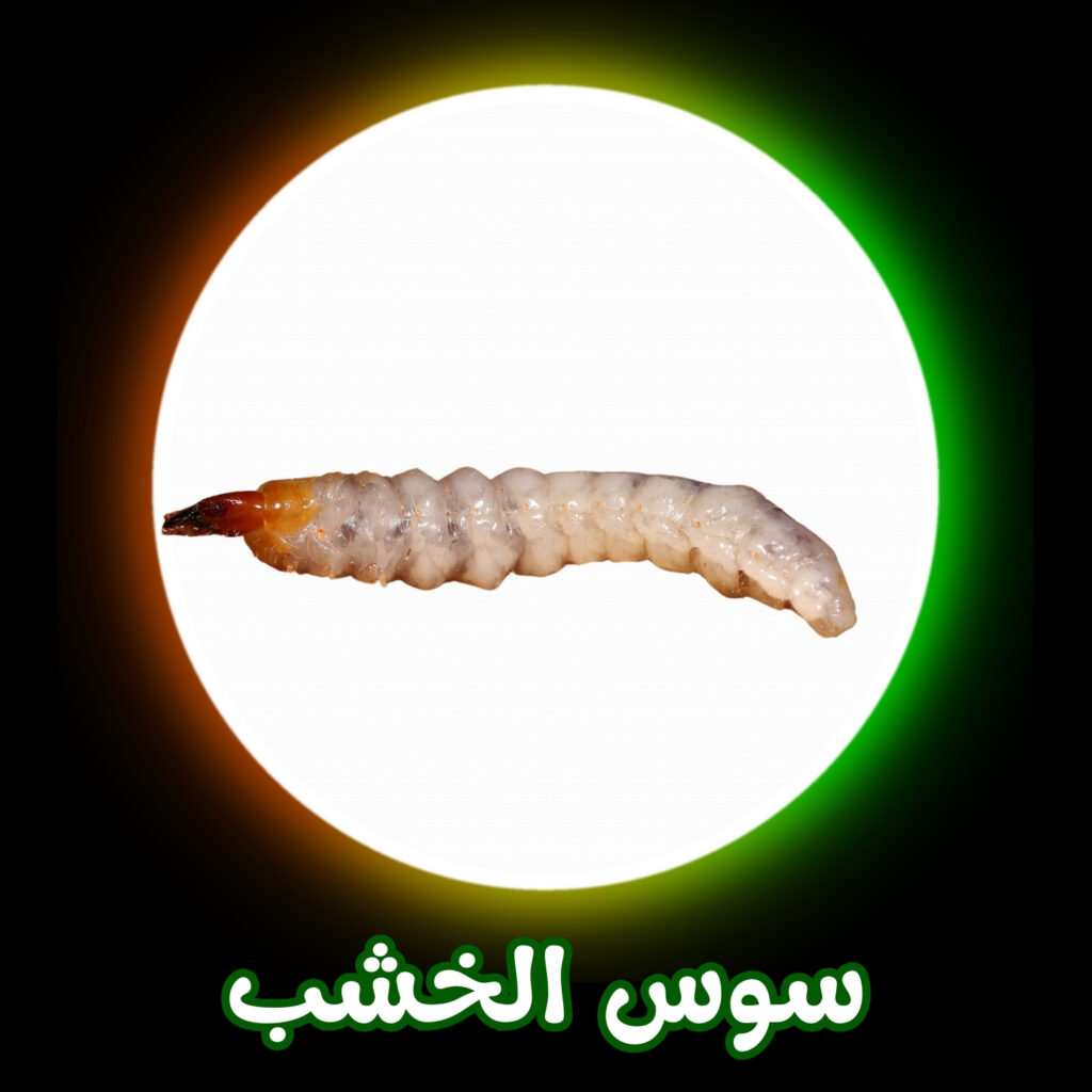 شركة مكافحة سوس الخشب