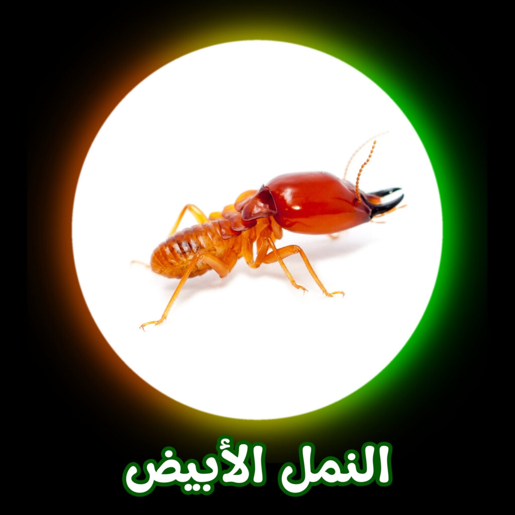 شركة مكافحة النمل الأبيض