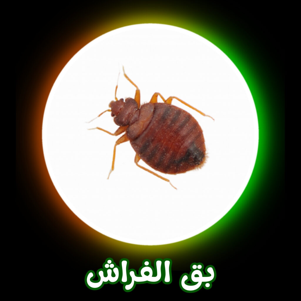 شركة مكافحة بق الفراش